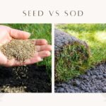 Seed vs Sod: Which Is Right For You?