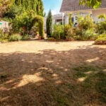 5 Signs of Alkaline Soil in Your Lawn (High pH)