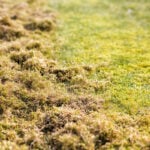 How to Prevent Thatch in Your Lawn