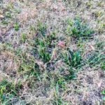 5 Signs of Acidic Soil in Your Lawn (Low pH)