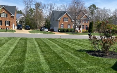 Mole Trapping  #1 Best Southern Connecticut Lawn Mole Pros